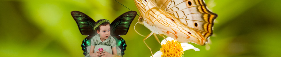 motyl